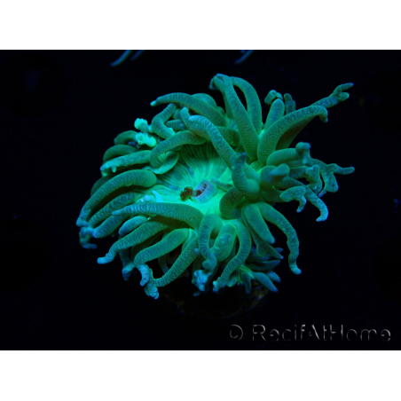 WYSIWYG Duncanopsammia axifuga Verde