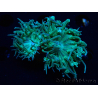 WYSIWYG Duncanopsammia axifuga Green 4