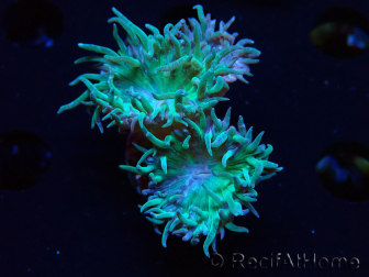 WYSIWYG Duncanopsammia axifuga Green 5