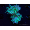 WYSIWYG Duncanopsammia axifuga Green 5