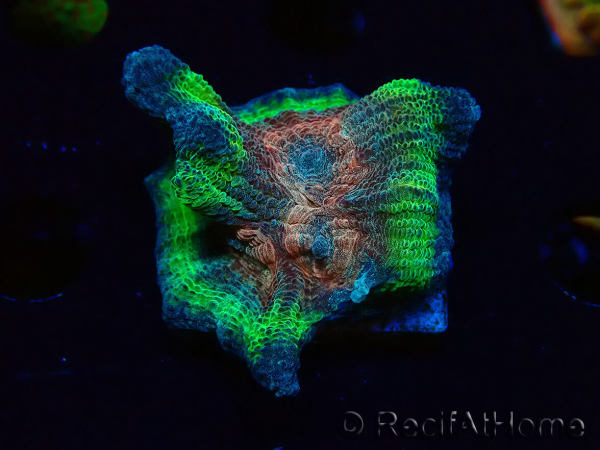 WYSIWYG - RAH Rainbow Pectinia