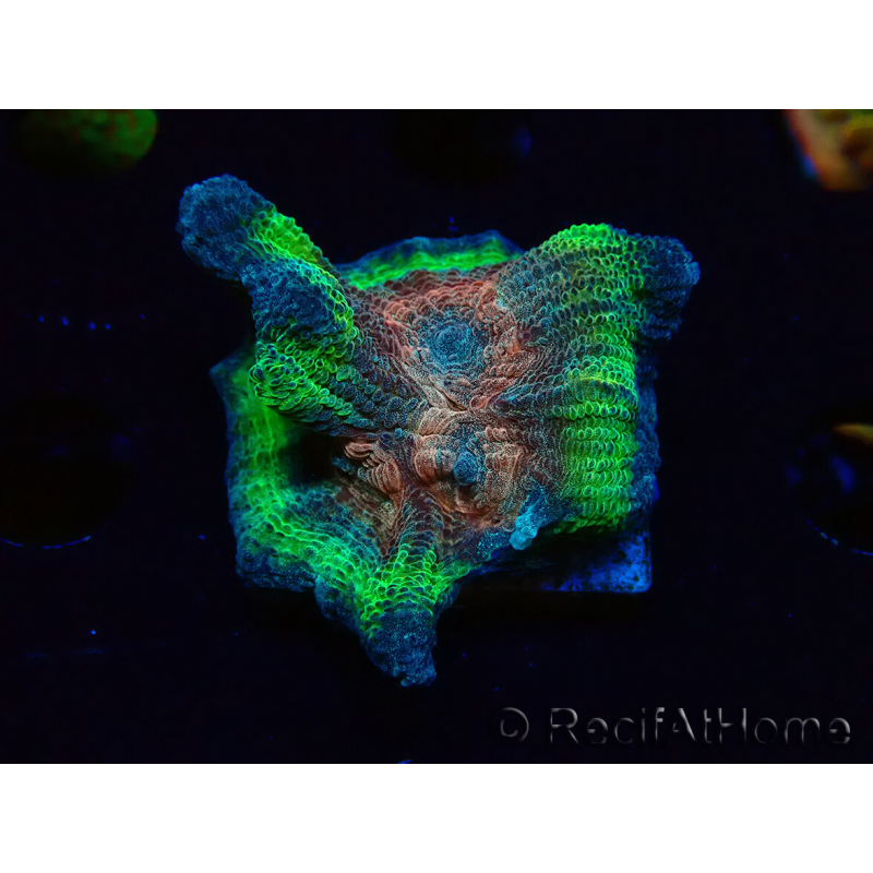 WYSIWYG - RAH Rainbow Pectinia