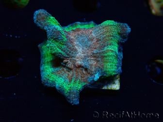 WYSIWYG RAH Pectinia Rainbow 5