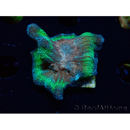 WYSIWYG - RAH Rainbow Pectinia