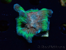 WYSIWYG - RAH Rainbow Pectinia