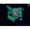 WYSIWYG - RAH Rainbow Pectinia