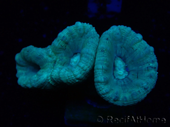 WYSIWYG Caulastrea furcata Grey/Blue 12N1