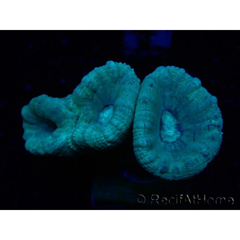 WYSIWYG Caulastrea furcata Grau/Blau