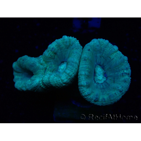 WYSIWYG Caulastrea furcata Grigio/Blu