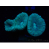 WYSIWYG Caulastrea furcata Grigio/Blu