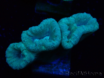 WYSIWYG Caulastrea furcata Gris/Azul