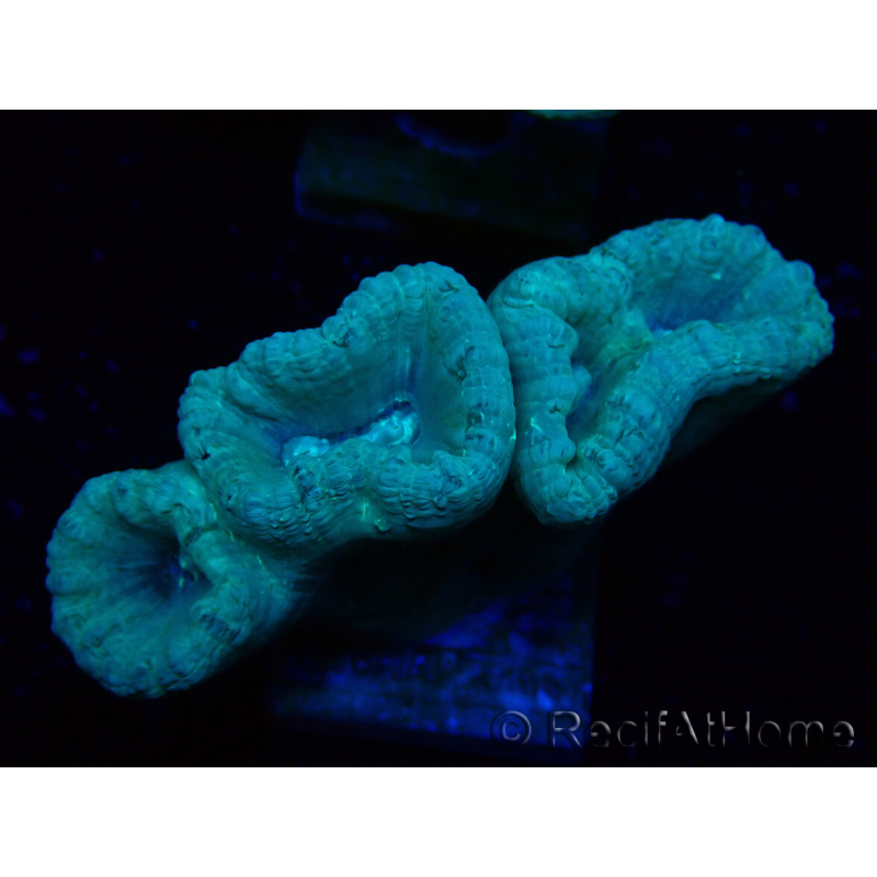 WYSIWYG Caulastrea furcata Grey/Blue 12N2