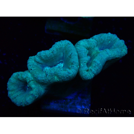 WYSIWYG Caulastrea furcata Grigio/Blu