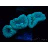 WYSIWYG Caulastrea furcata Grey/Blue