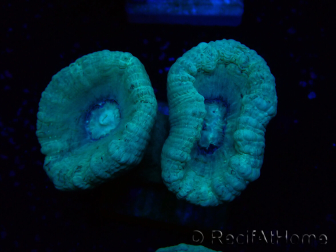 WYSIWYG Caulastrea furcata Gris/Azul