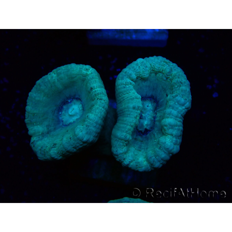 WYSIWYG Caulastrea furcata Gris/Azul