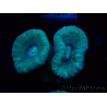 WYSIWYG Caulastrea furcata Green/Blue 12N3