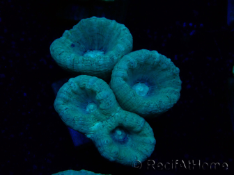 WYSIWYG Caulastrea furcata Grey/Blue