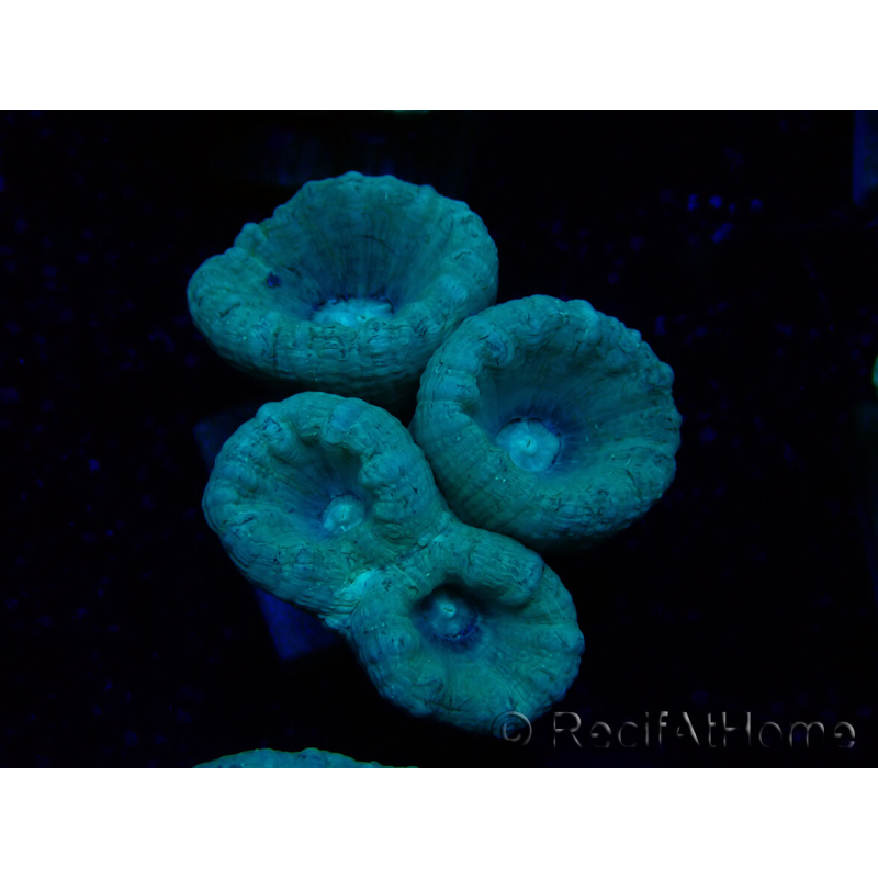 WYSIWYG Caulastrea furcata Grau/Blau