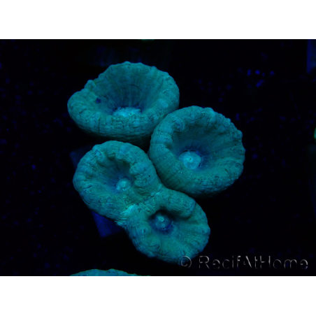 WYSIWYG Caulastrea furcata Gris/Azul