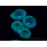 WYSIWYG Caulastrea furcata Gris/Azul