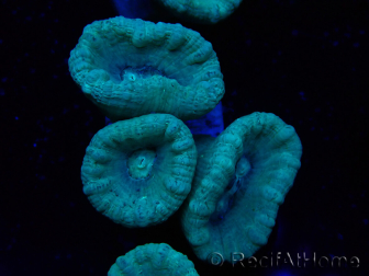 WYSIWYG Caulastrea furcata Grau/Blau