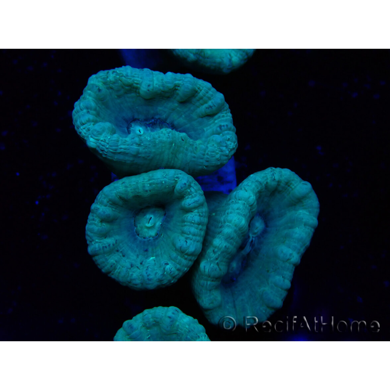 WYSIWYG Caulastrea furcata Grigio/Blu
