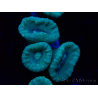 WYSIWYG Caulastrea furcata Grey/Blue 12N5