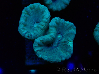 WYSIWYG Caulastrea furcata Grigio/Blu