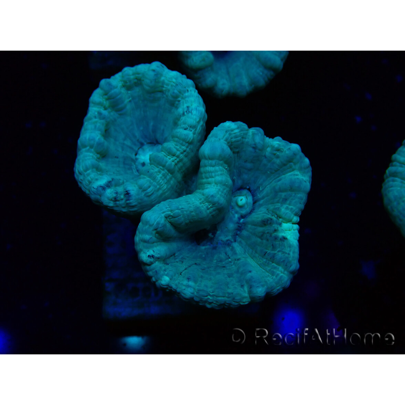 WYSIWYG Caulastrea furcata Grigio/Blu