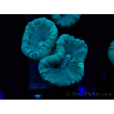 WYSIWYG Caulastrea furcata Grey/Blue