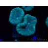 WYSIWYG Caulastrea furcata Gris/Azul