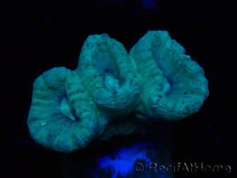WYSIWYG Caulastrea furcata Grau/Blau