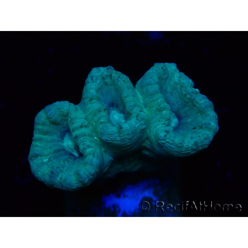 WYSIWYG Caulastrea furcata Grau/Blau