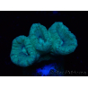 WYSIWYG Caulastrea furcata Gris/Azul