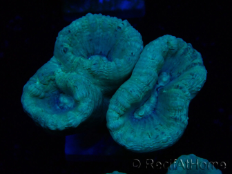 WYSIWYG Caulastrea furcata Grigio/Blu