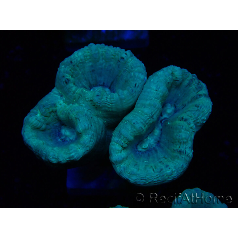WYSIWYG Caulastrea furcata Grigio/Blu