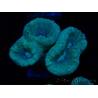 WYSIWYG Caulastrea furcata Grau/Blau