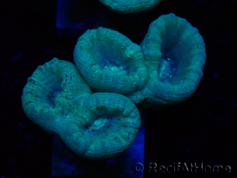 WYSIWYG Caulastrea furcata Gris/Azul