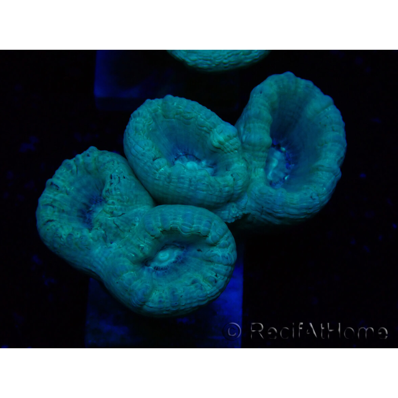 WYSIWYG Caulastrea furcata Grey/Blue