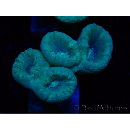 WYSIWYG Caulastrea furcata Grey/Blue