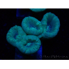 WYSIWYG Caulastrea furcata Grigio/Blu