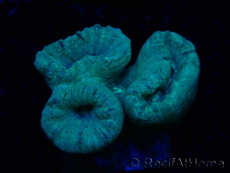 WYSIWYG Caulastrea furcata Gris/Azul