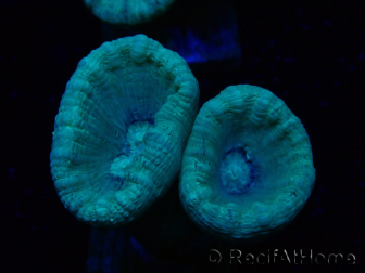WYSIWYG Caulastrea furcata Gris/Azul
