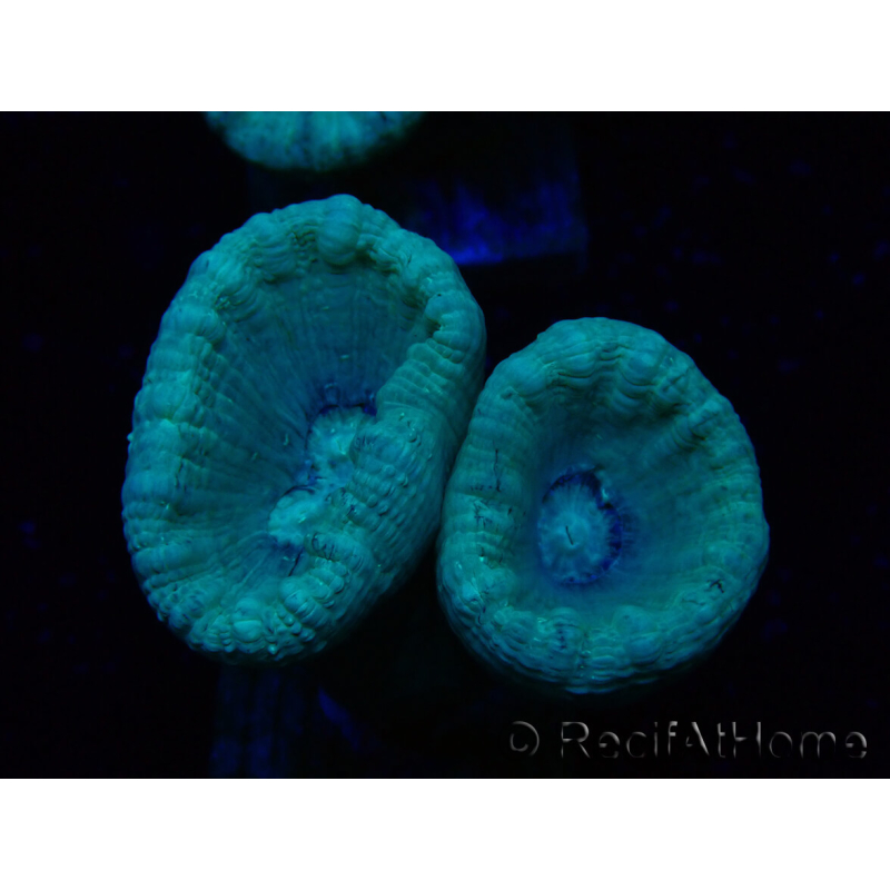 WYSIWYG Caulastrea furcata Gris/Azul