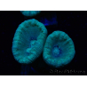 WYSIWYG Caulastrea furcata Grigio/Blu