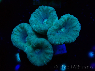 WYSIWYG Caulastrea furcata Gris/Azul