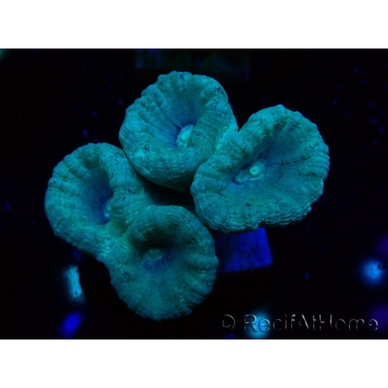 WYSIWYG Caulastrea furcata Grey/Blue 12N12