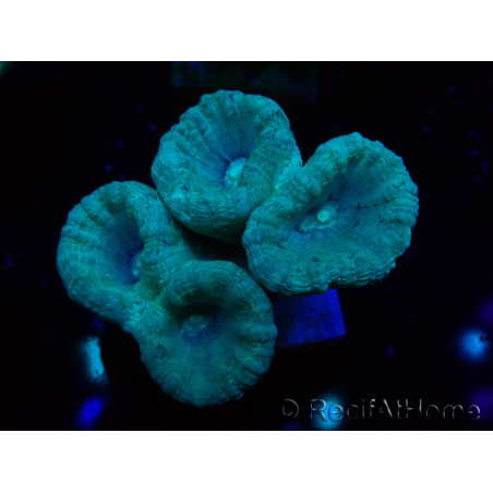 WYSIWYG Caulastrea furcata Grey/Blue