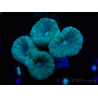 WYSIWYG Caulastrea furcata Grigio/Blu